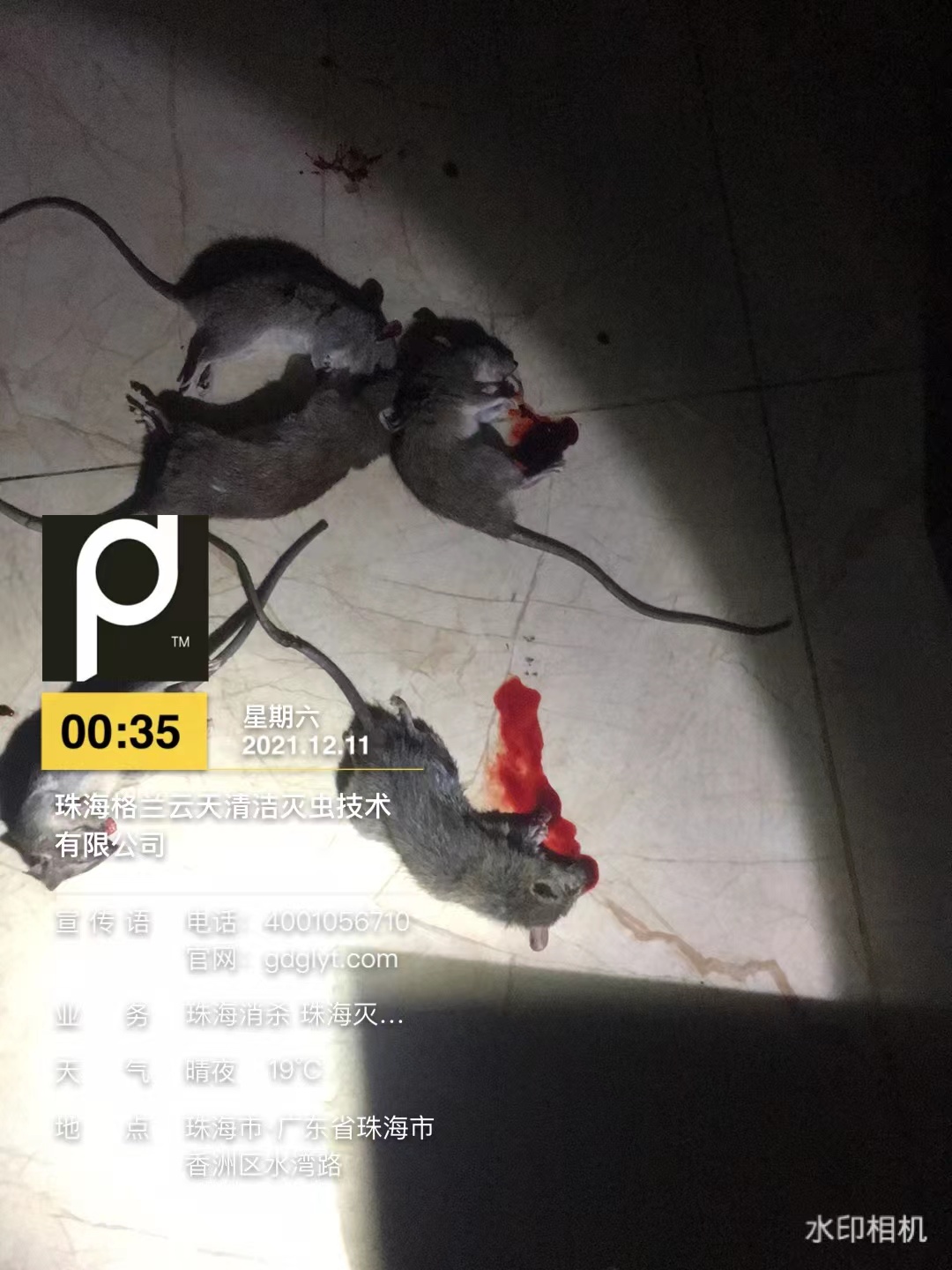 珠海餐廳滅殺蟑螂 防老鼠 白蟻防治公司這家好--珠海菠萝菠萝蜜网站清潔滅蟲技術有限（xiàn）公司(圖1)