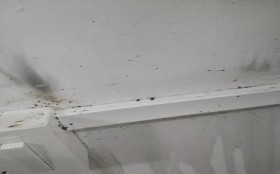 惠州如何滅臭蟲_防治臭蟲