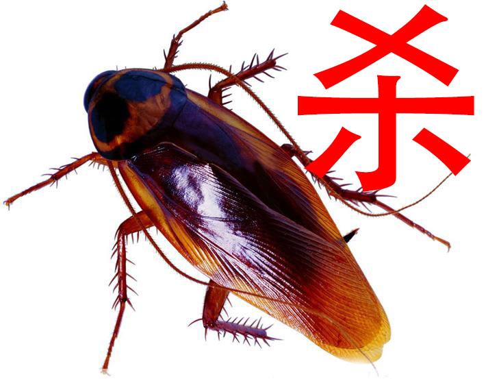 珠海滅蟑螂