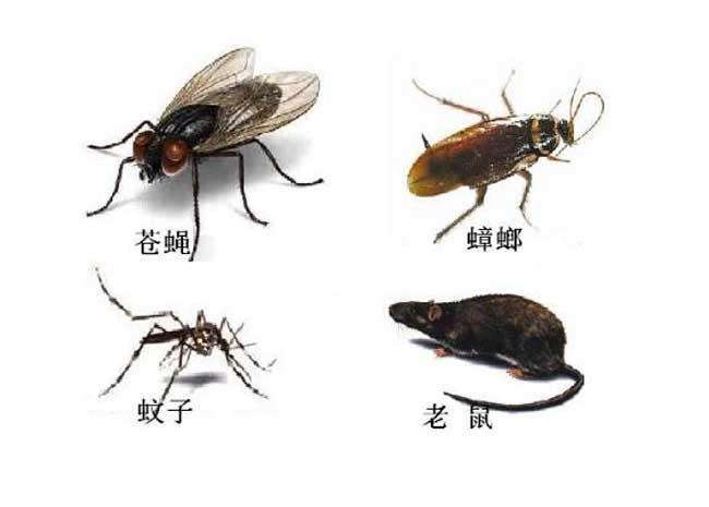香洲滅蟑（zhāng）螂哪裏有,高新區滅蟑螂