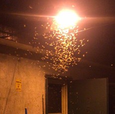 深圳市龍華餐廳滅蟑螂防（fáng）治公司《深圳消（xiāo）衛》