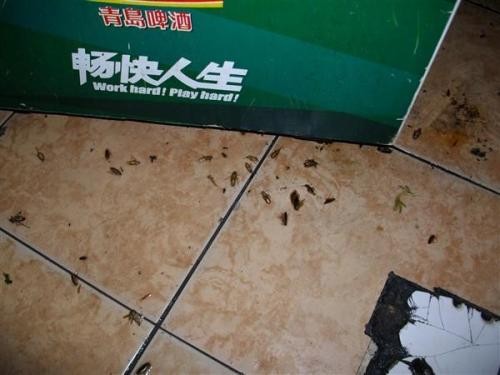 深圳福田區有酒(jiǔ)店殺蟲怎麽滅