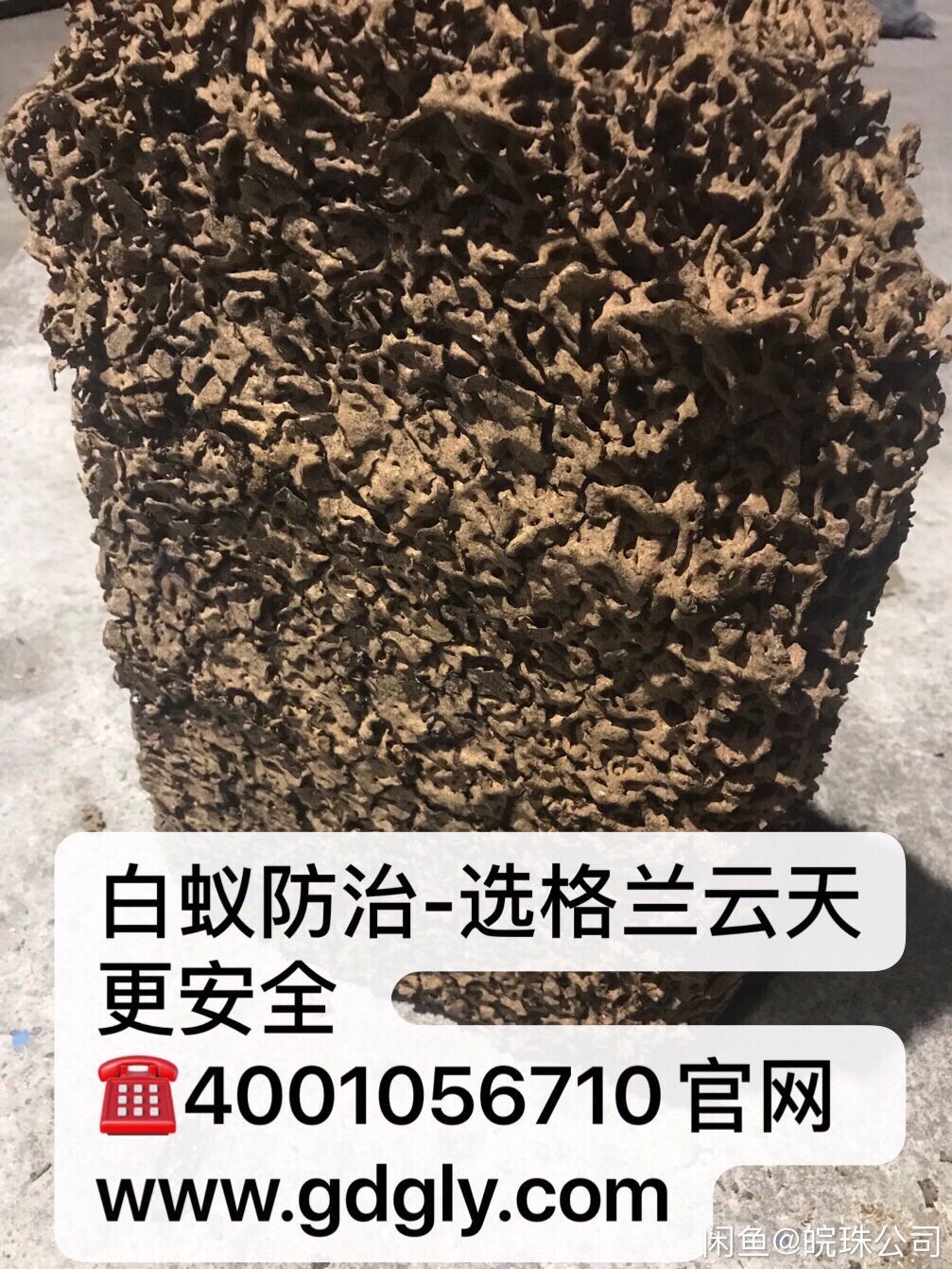 微（wēi）信圖片_白蟻.jpg