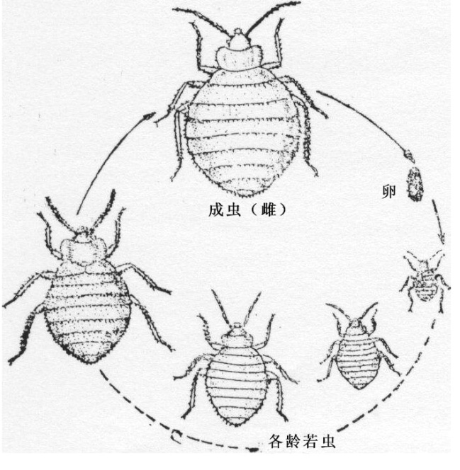 臭(chòu)蟲 臭蟲