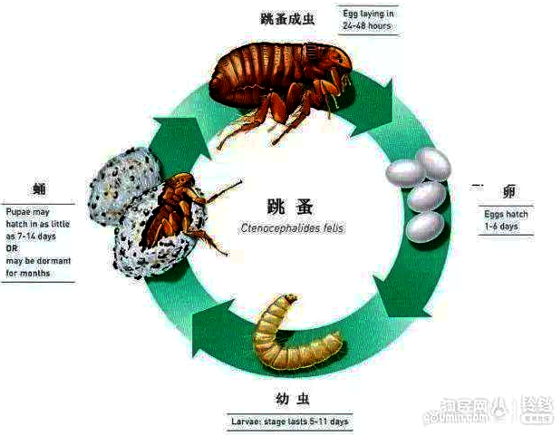 跳蚤 跳蚤