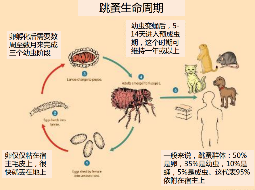 跳蚤 跳(tiào)蚤
