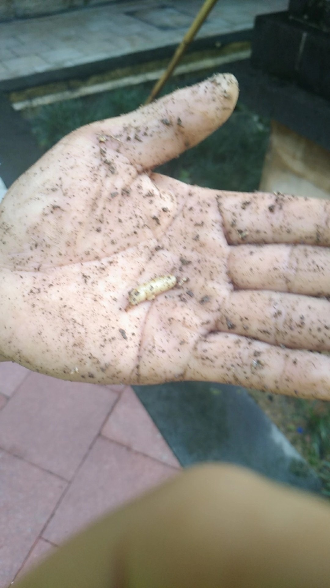珠海白蟻治理機構,珠海水庫滅白蟻協會--珠海菠萝菠萝蜜网站清潔(jié)滅蟲技術有限公司(圖2) 珠海白蟻治理機構,珠海水庫(kù)滅白蟻協會--珠海菠萝菠萝蜜网站清潔滅蟲技(jì)術有限公司(圖2)