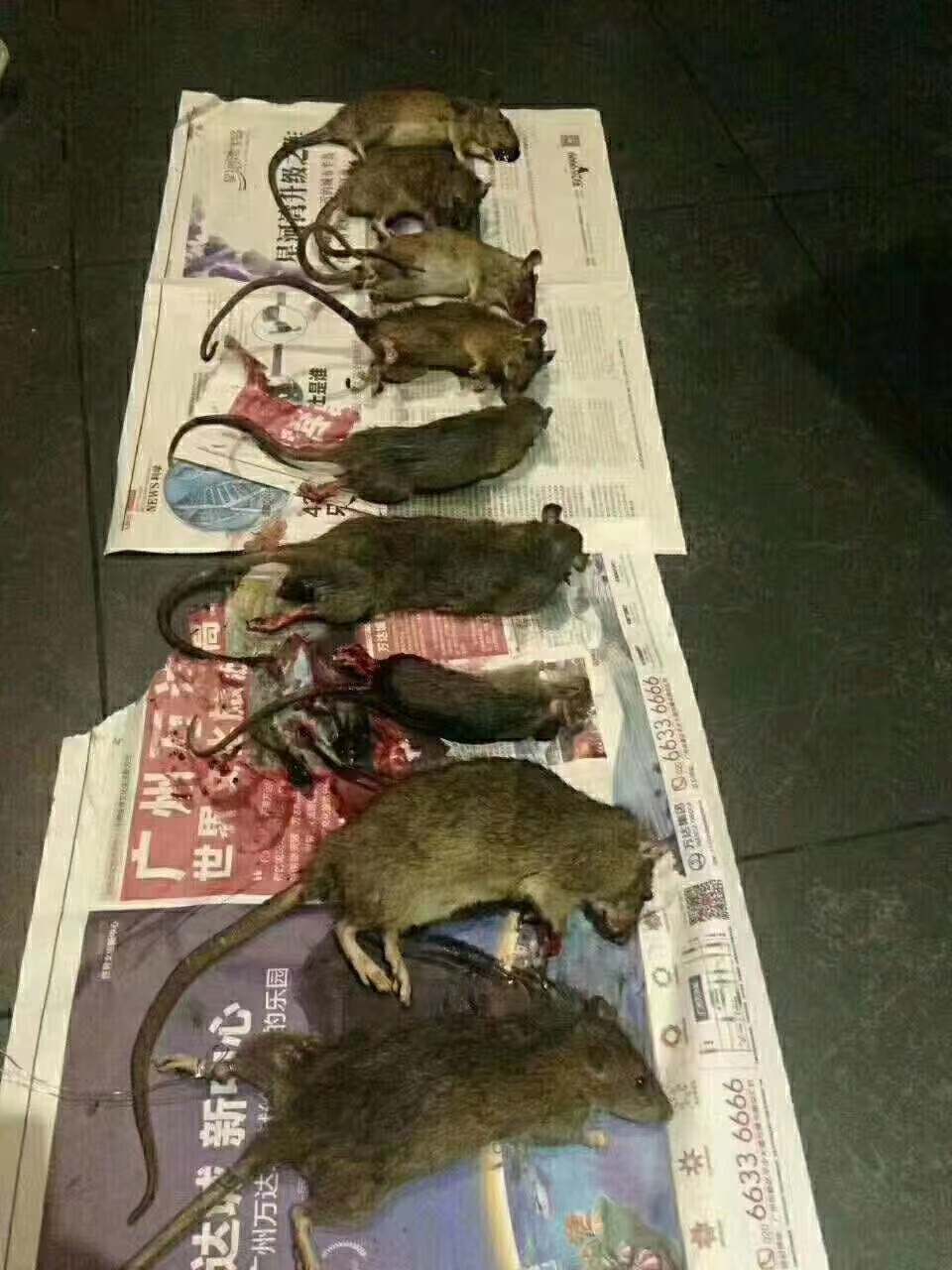 江門正(zhèng)確如何進行殺蟲滅鼠技術公司(圖3) 江門正確如何進行殺蟲滅鼠技(jì)術公司(圖3)