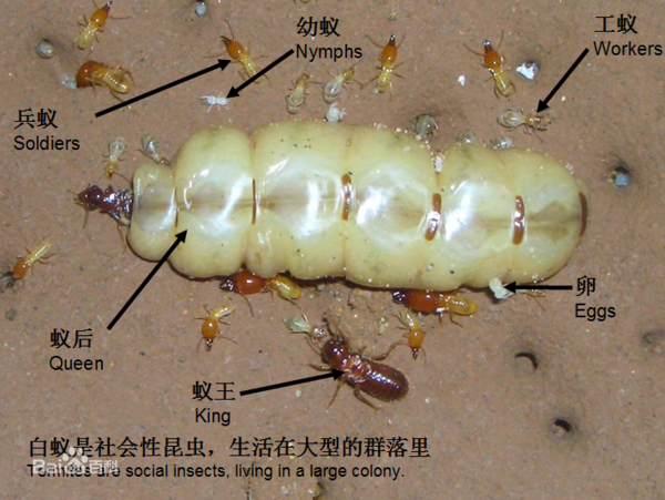 白蟻群體（tǐ）