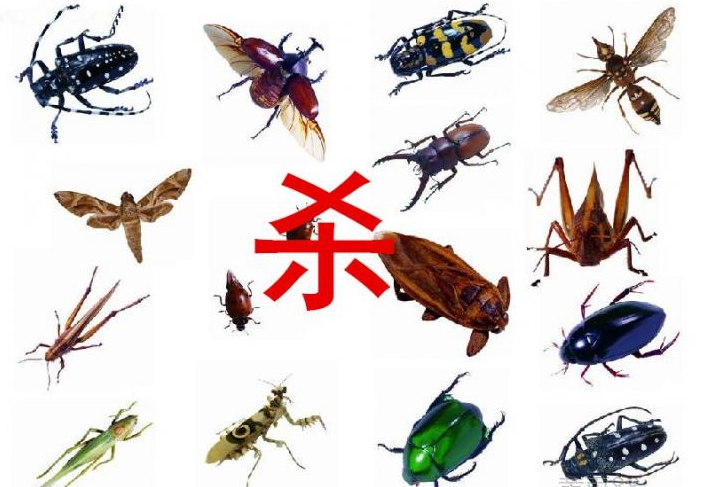 殺蟲公司為您介紹各種殺蟲方（fāng）法-珠海菠萝菠萝蜜网站清潔滅（miè）蟲技術有限公司（sī）