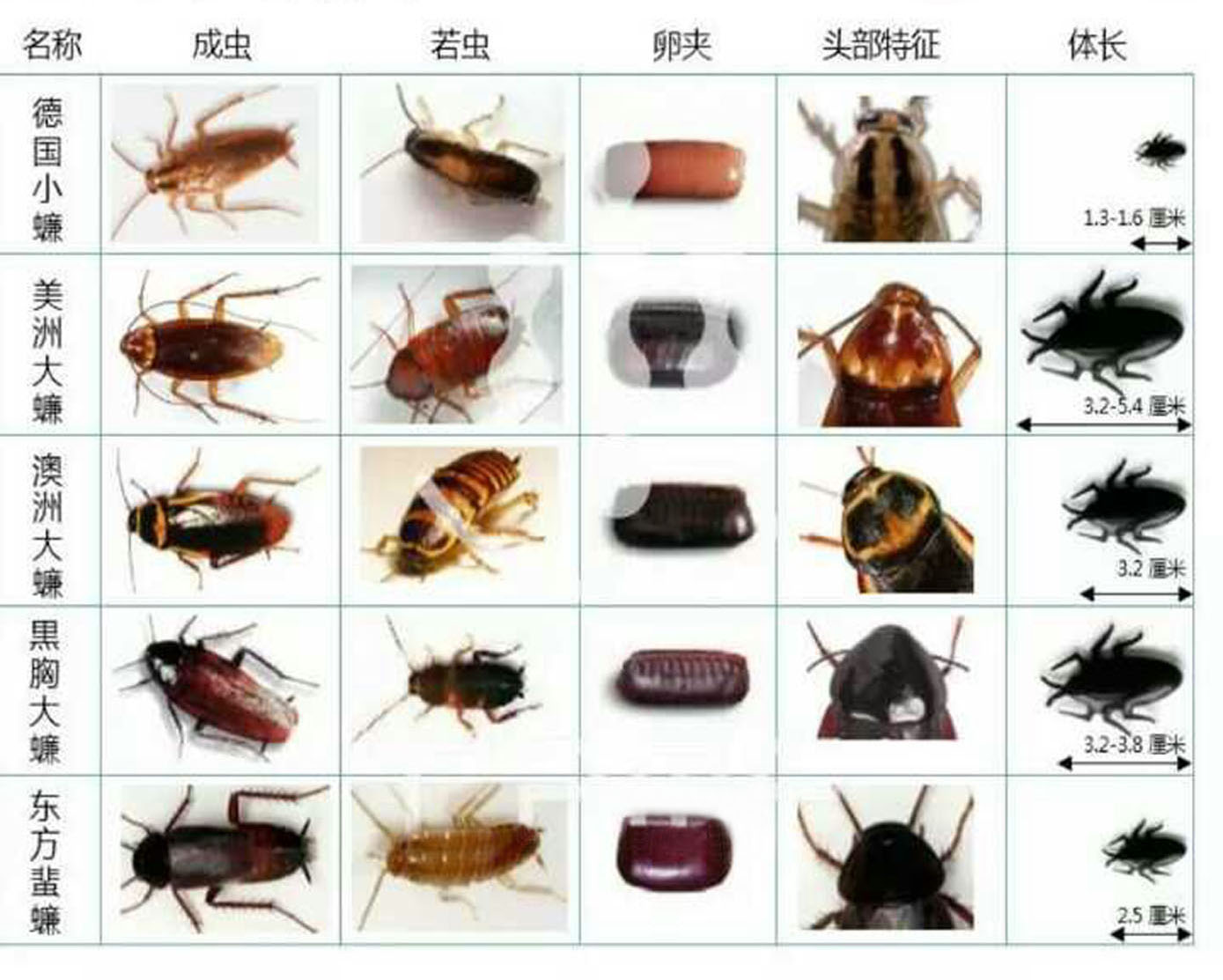 珠海蟑螂(láng)的種類 珠海蟑螂的種類