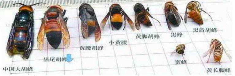 珠海馬蜂防治（zhì）公司