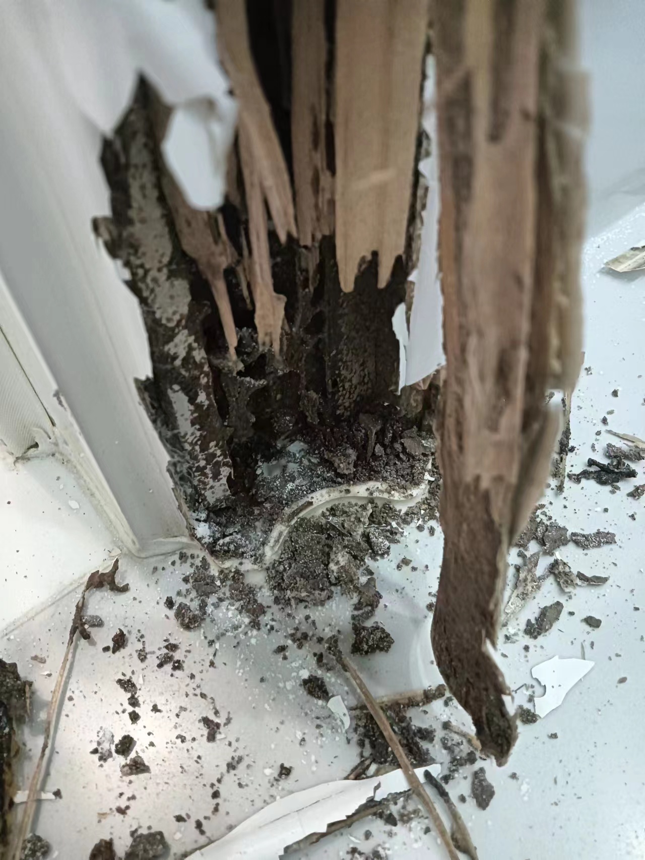 白蟻的危害 白蟻的危害