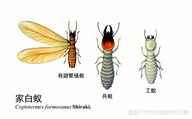 白蟻的種類