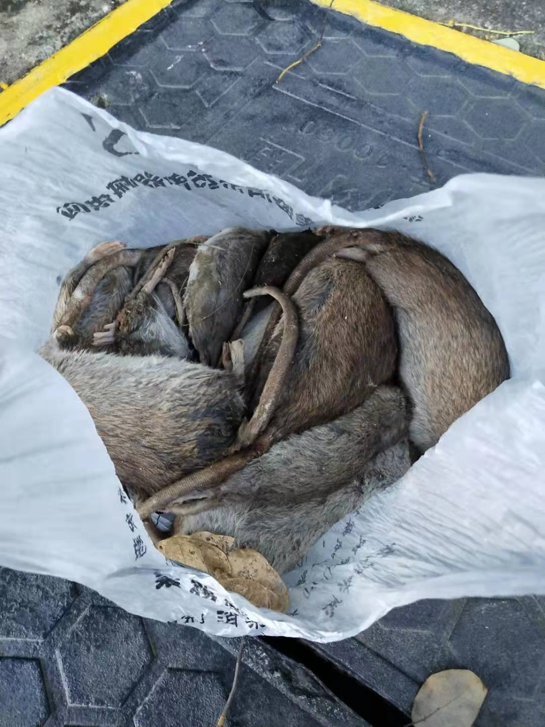 深圳布吉學校殺蟲滅鼠_歡迎來電