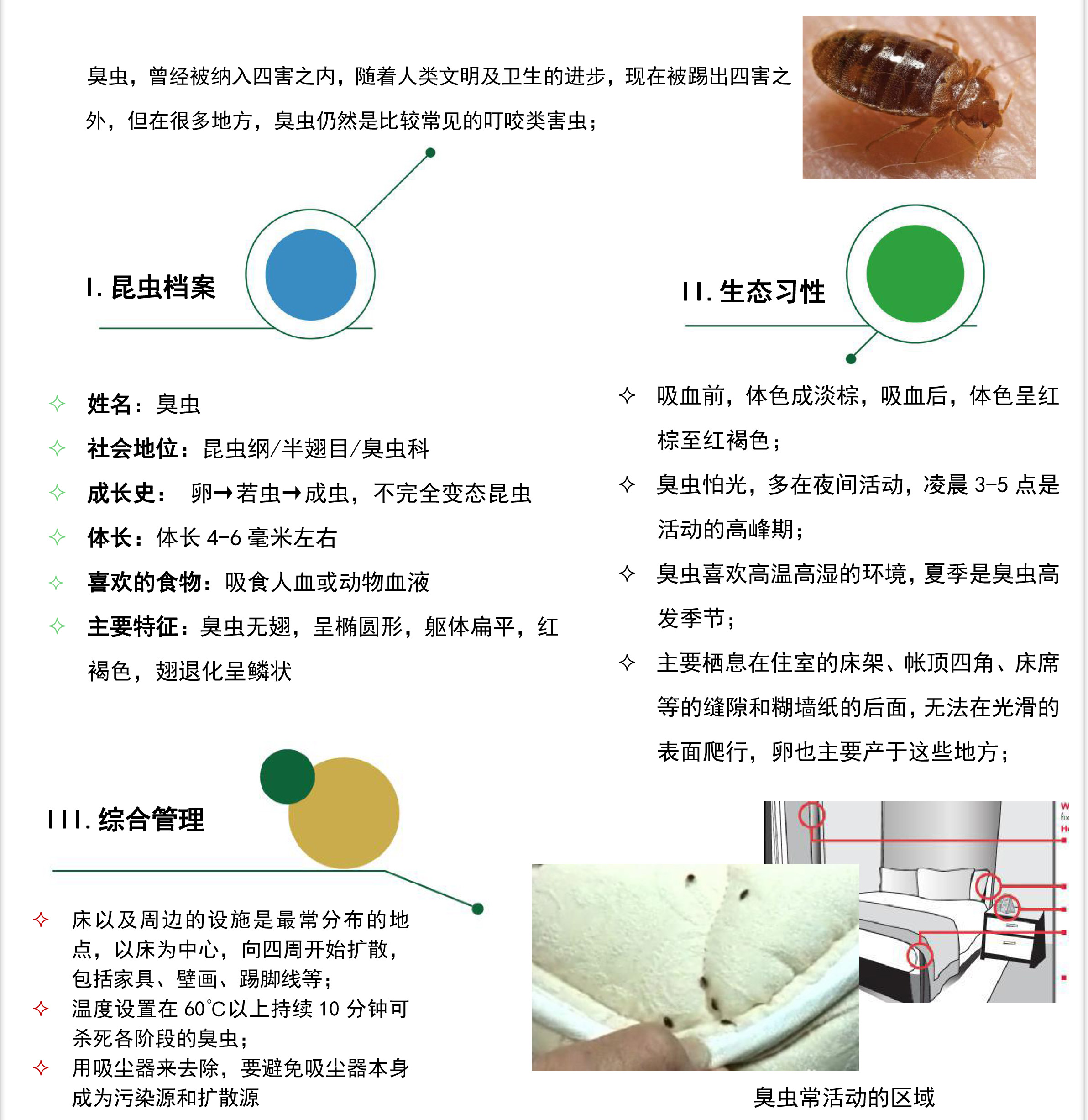 臭蟲 臭蟲
