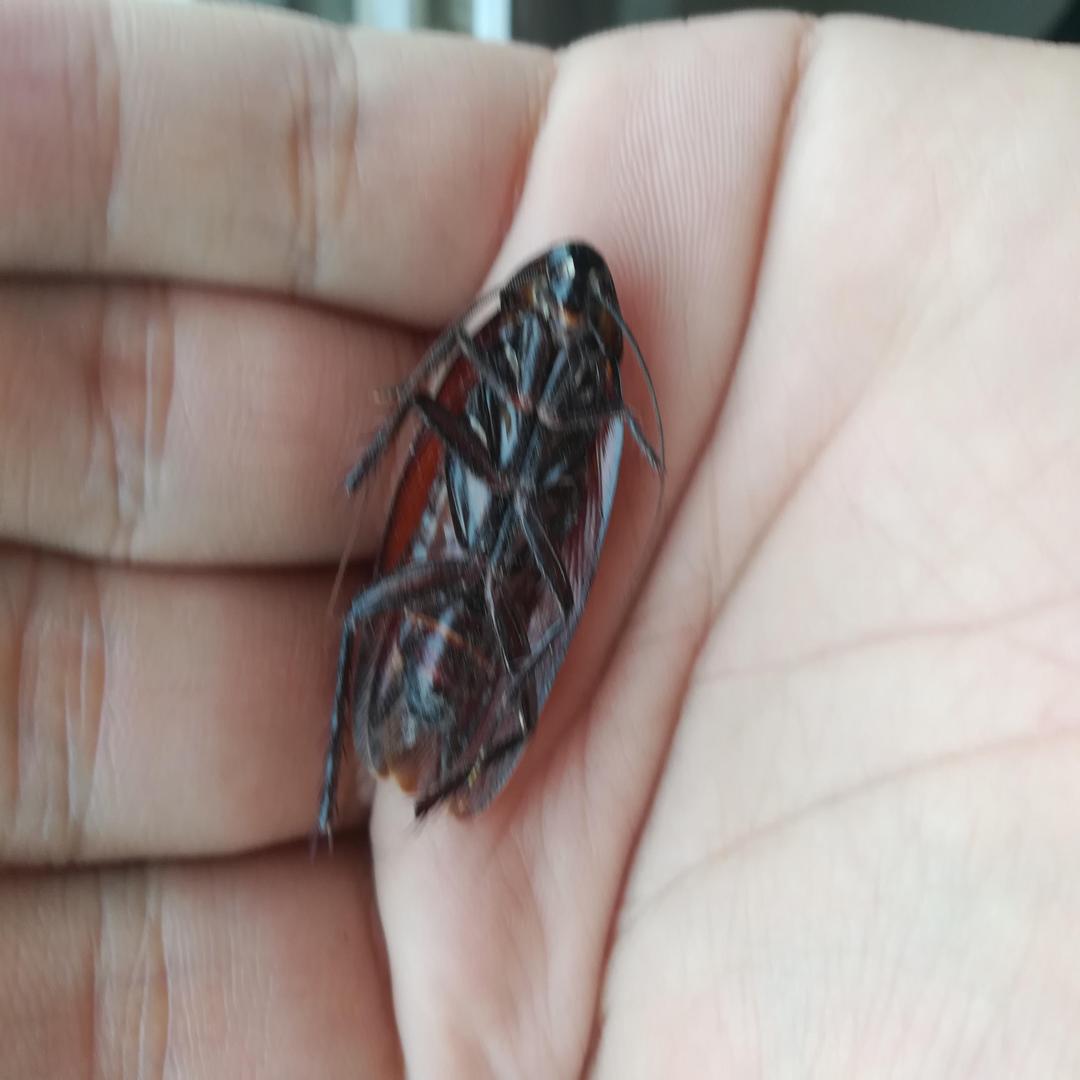 中國蟑螂腹麵