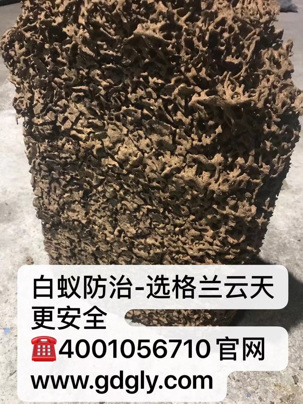 珠海別(bié)墅白蟻防治 珠海別墅白蟻預防 珠海白蟻(yǐ)防(fáng)治方(fāng)法-珠海菠萝菠萝蜜网站滅蟲技術有限公司 (圖(tú)2) 珠海別(bié)墅白蟻防治 珠海別墅(shù)白蟻預防 珠海白蟻防治方法-珠海(hǎi)菠萝菠萝蜜网站滅蟲技術有限公司 (圖2)