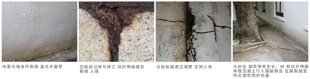 3.jpg 珠海(hǎi)別墅白蟻防治 珠海(hǎi)別墅白蟻預防 珠(zhū)海白蟻(yǐ)防治方法-珠海格(gé)蘭雲天滅蟲技術有限公司 (圖7)