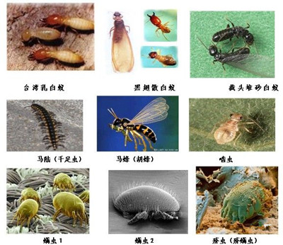 金灣區飯堂滅老鼠技術